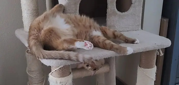 Коты создали свою физику: 20 фото, доказывающих, что они вне законов гравитации