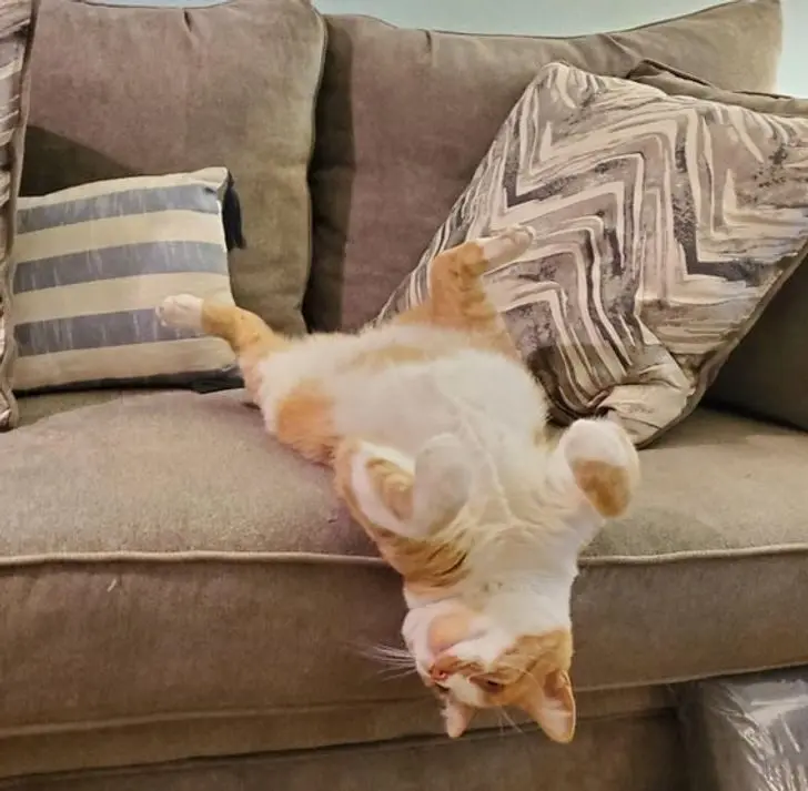 Коты создали свою физику: 20 фото, доказывающих, что они вне законов гравитации коты, кошки, физика, гравитация, приколы, подборка, животные, смешное, удивительное