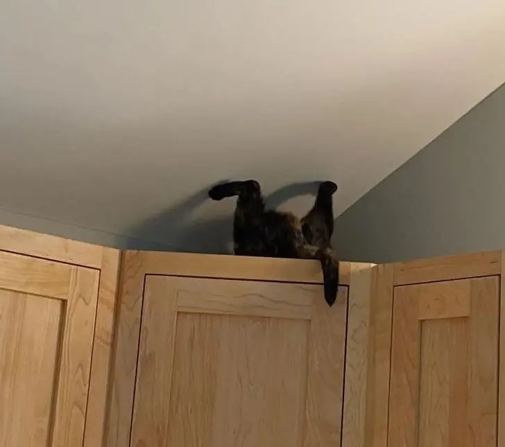 Коты создали свою физику: 20 фото, доказывающих, что они вне законов гравитации коты, кошки, физика, гравитация, приколы, подборка, животные, смешное, удивительное