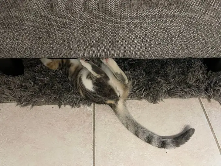 Коты создали свою физику: 20 фото, доказывающих, что они вне законов гравитации коты, кошки, физика, гравитация, приколы, подборка, животные, смешное, удивительное