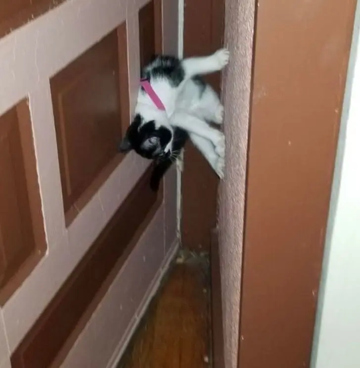 Коты создали свою физику: 20 фото, доказывающих, что они вне законов гравитации коты, кошки, физика, гравитация, приколы, подборка, животные, смешное, удивительное