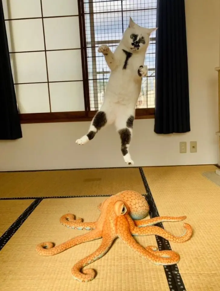 Коты создали свою физику: 20 фото, доказывающих, что они вне законов гравитации коты, кошки, физика, гравитация, приколы, подборка, животные, смешное, удивительное