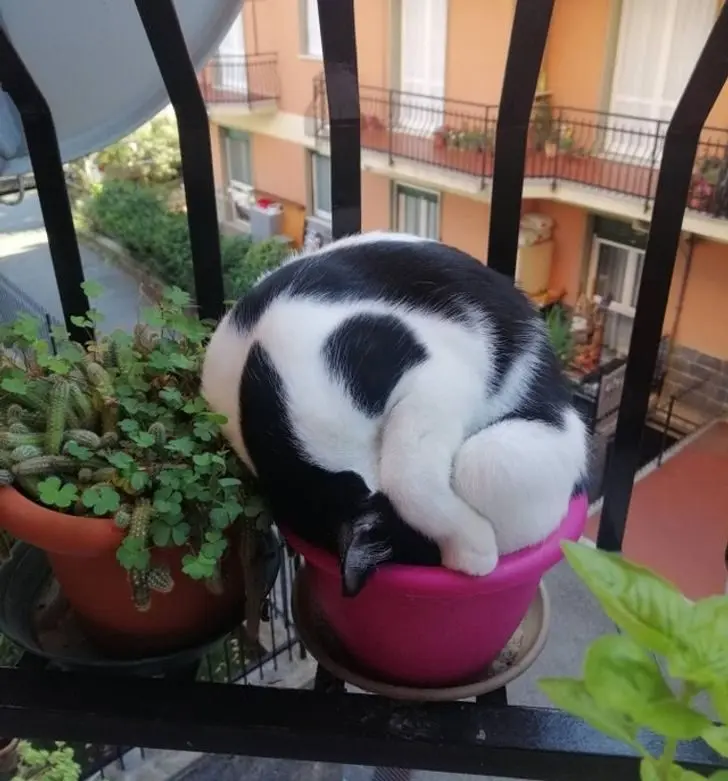 Коты создали свою физику: 20 фото, доказывающих, что они вне законов гравитации коты, кошки, физика, гравитация, приколы, подборка, животные, смешное, удивительное