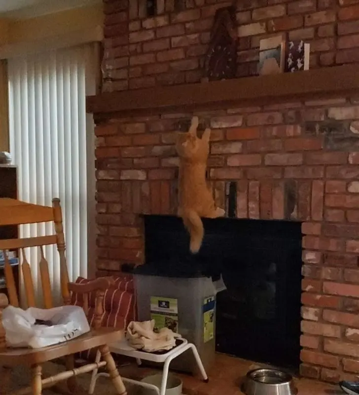 Коты создали свою физику: 20 фото, доказывающих, что они вне законов гравитации коты, кошки, физика, гравитация, приколы, подборка, животные, смешное, удивительное