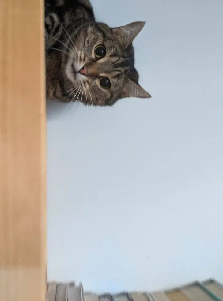 Коты создали свою физику: 20 фото, доказывающих, что они вне законов гравитации коты, кошки, физика, гравитация, приколы, подборка, животные, смешное, удивительное