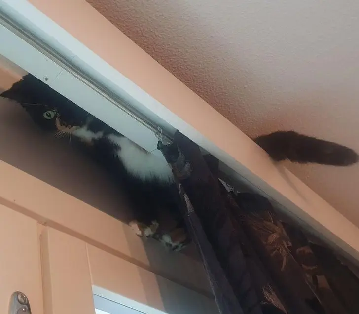 Коты создали свою физику: 20 фото, доказывающих, что они вне законов гравитации коты, кошки, физика, гравитация, приколы, подборка, животные, смешное, удивительное