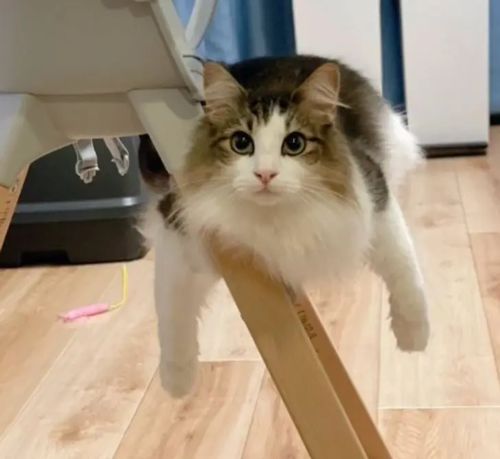 Коты создали свою физику: 20 фото, доказывающих, что они вне законов гравитации коты, кошки, физика, гравитация, приколы, подборка, животные, смешное, удивительное