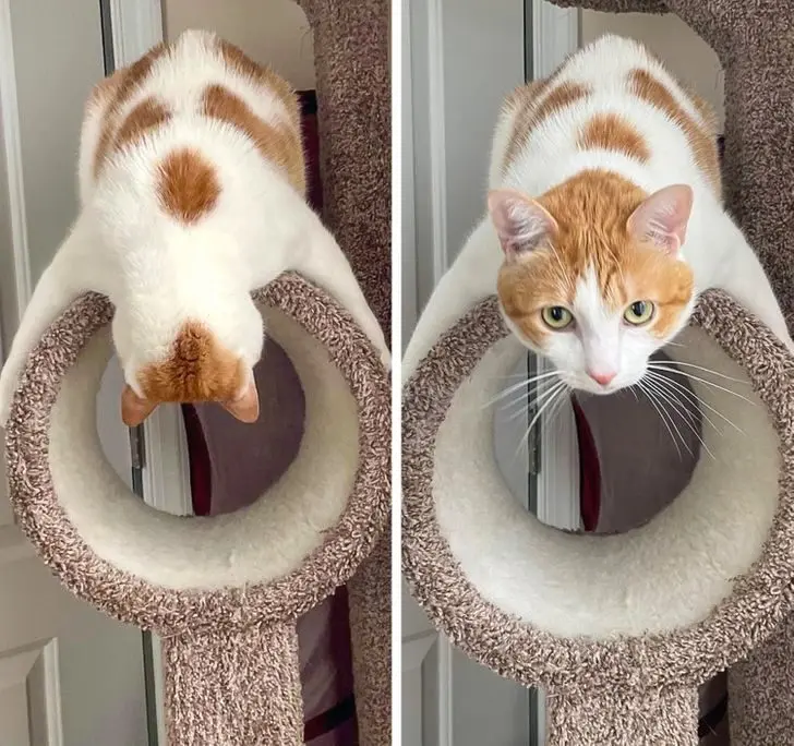 Коты создали свою физику: 20 фото, доказывающих, что они вне законов гравитации коты, кошки, физика, гравитация, приколы, подборка, животные, смешное, удивительное