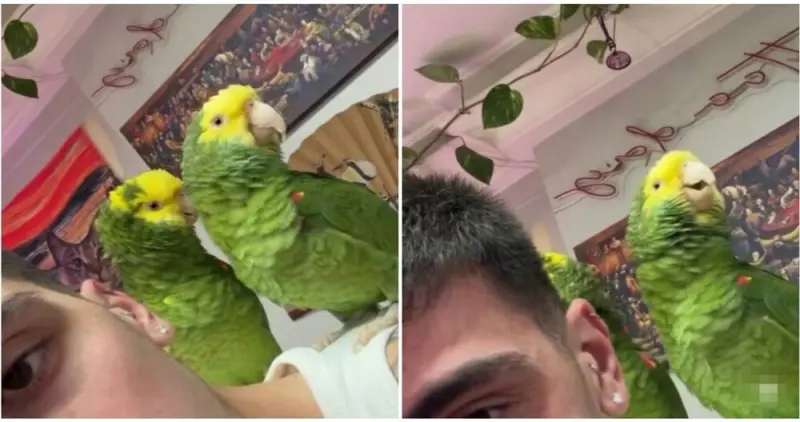 Птицы-звезды: попугаи исполнили хит Эминема и Рианны попугаи, поют, Рианна, Эминем, The Monster, видео