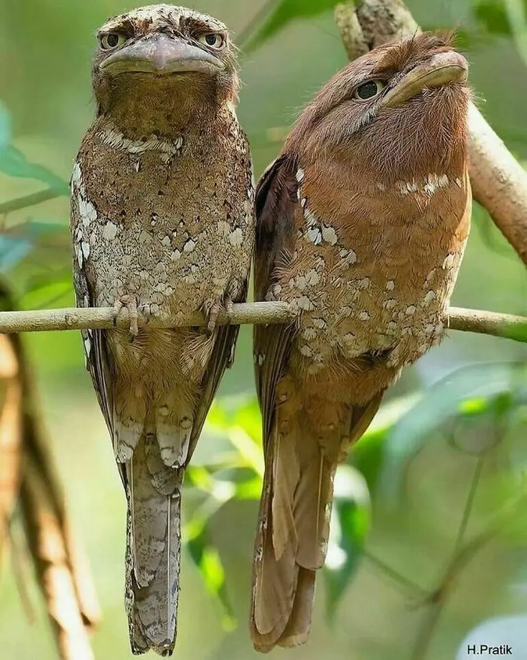 10 животных, которых легко принять за инопланетян животные, природа, удивительные, необычные, приколы, фауна, рейтинг, фото
