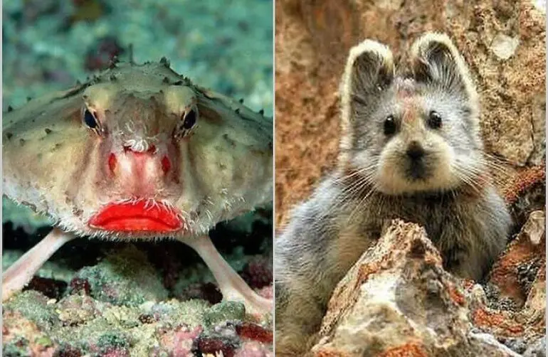 10 животных, которых легко принять за инопланетян