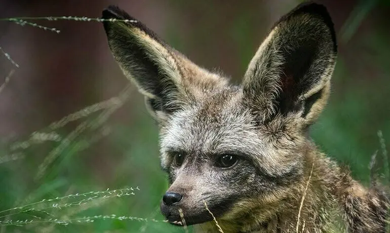 10 животных, которых легко принять за инопланетян животные, природа, удивительные, необычные, приколы, фауна, рейтинг, фото