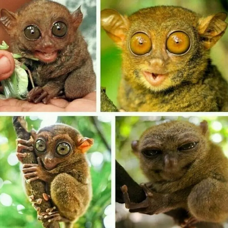 10 животных, которых легко принять за инопланетян животные, природа, удивительные, необычные, приколы, фауна, рейтинг, фото