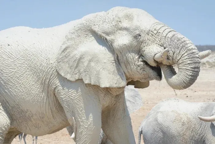 Дикая природа: 10 снимков, которые ломают шаблоны природа, животные, аномалии, факты, подборка, фото