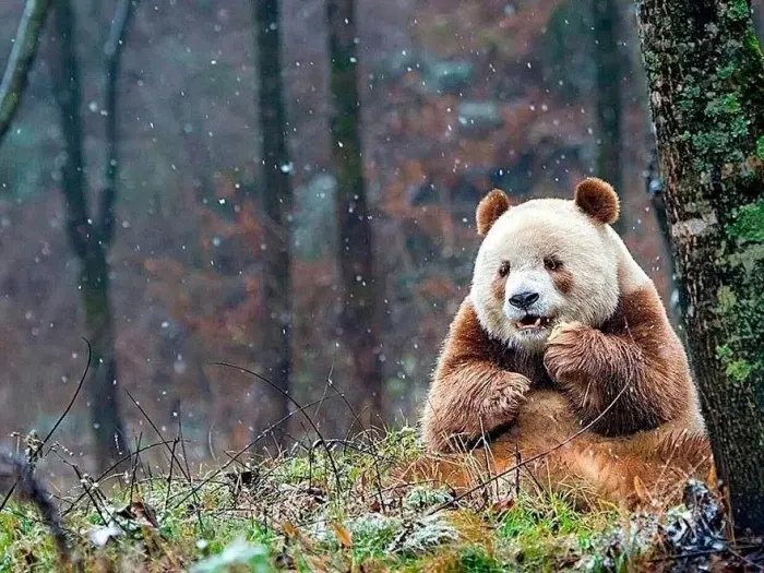 Дикая природа: 10 снимков, которые ломают шаблоны природа, животные, аномалии, факты, подборка, фото