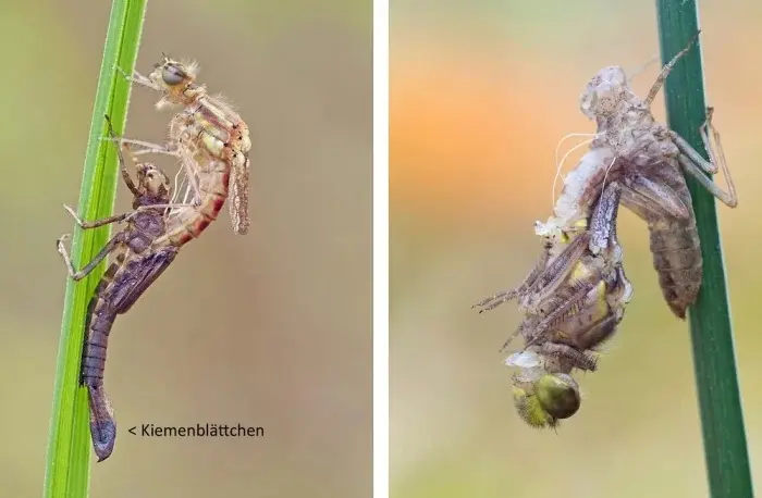 Дикая природа: 10 снимков, которые ломают шаблоны природа, животные, аномалии, факты, подборка, фото