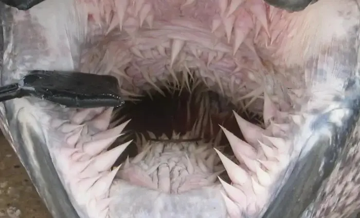 Дикая природа: 10 снимков, которые ломают шаблоны природа, животные, аномалии, факты, подборка, фото