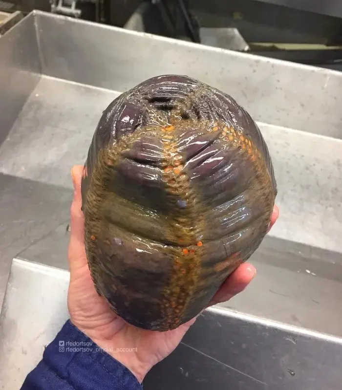 Дикая природа: 10 снимков, которые ломают шаблоны природа, животные, аномалии, факты, подборка, фото