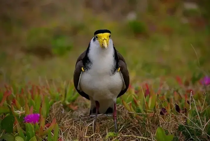 Дикая природа: 10 снимков, которые ломают шаблоны природа, животные, аномалии, факты, подборка, фото