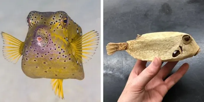 Дикая природа: 10 снимков, которые ломают шаблоны