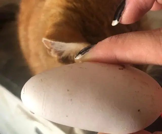 Природа-фантазёрка: 20 снимков яиц, которые выглядят как инопланетные артефакты яйца, необычные яйца, природа, странные формы, подборка, фото, животные, курицы, утки, гуси