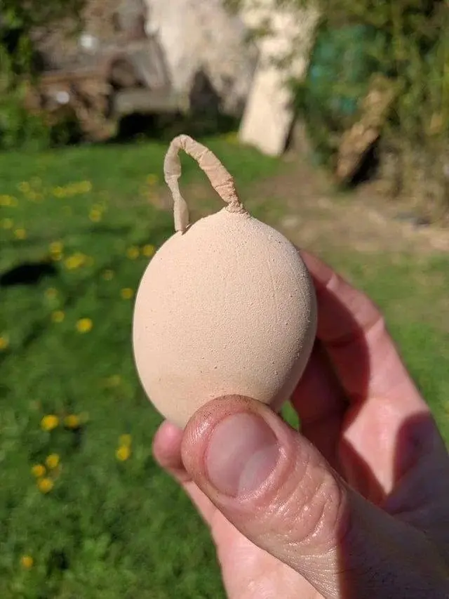 Природа-фантазёрка: 20 снимков яиц, которые выглядят как инопланетные артефакты яйца, необычные яйца, природа, странные формы, подборка, фото, животные, курицы, утки, гуси