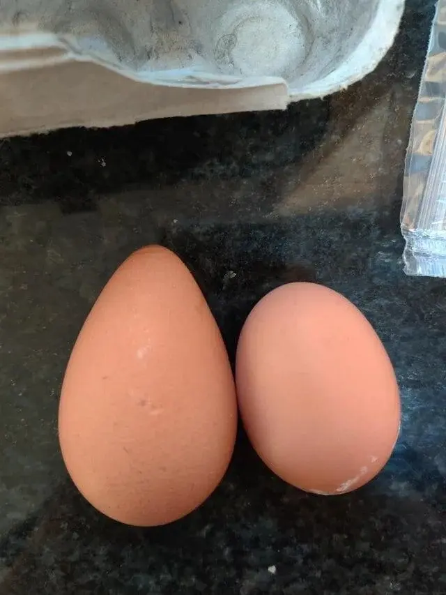 Природа-фантазёрка: 20 снимков яиц, которые выглядят как инопланетные артефакты яйца, необычные яйца, природа, странные формы, подборка, фото, животные, курицы, утки, гуси