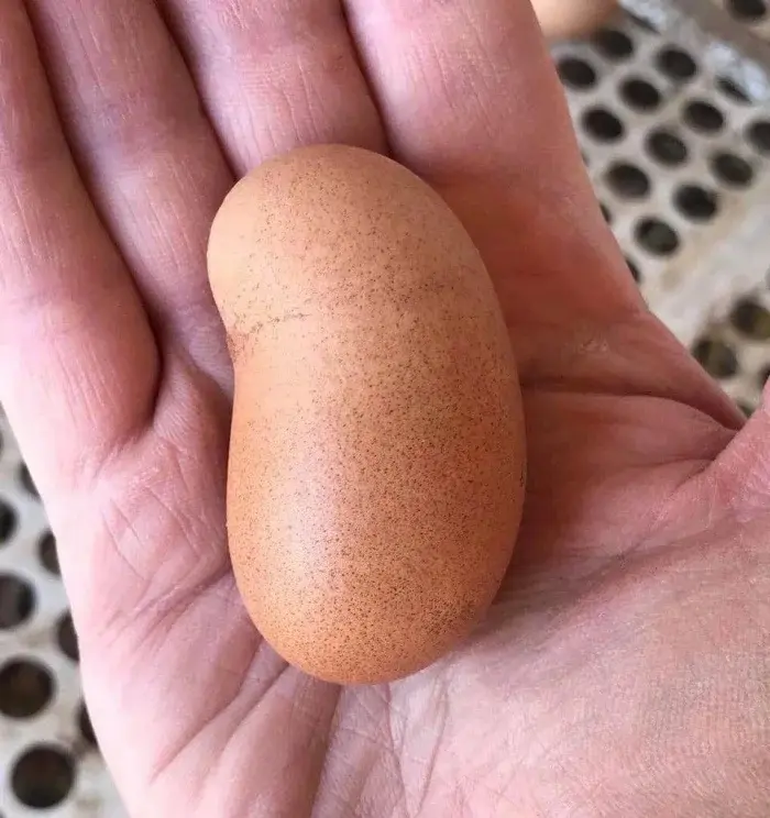 Природа-фантазёрка: 20 снимков яиц, которые выглядят как инопланетные артефакты яйца, необычные яйца, природа, странные формы, подборка, фото, животные, курицы, утки, гуси