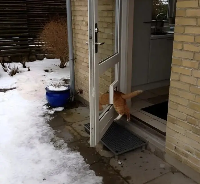 Странные позы котов, которые ломают шаблоны смешные коты, кошки, приколы, животные, подборка, фото, юмор