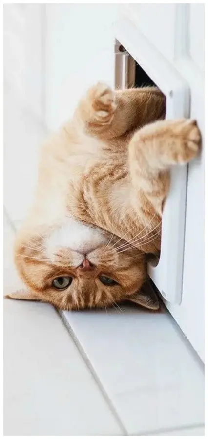 Странные позы котов, которые ломают шаблоны смешные коты, кошки, приколы, животные, подборка, фото, юмор