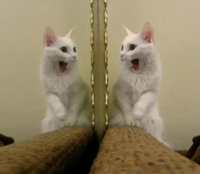 Странные позы котов, которые ломают шаблоны смешные коты, кошки, приколы, животные, подборка, фото, юмор