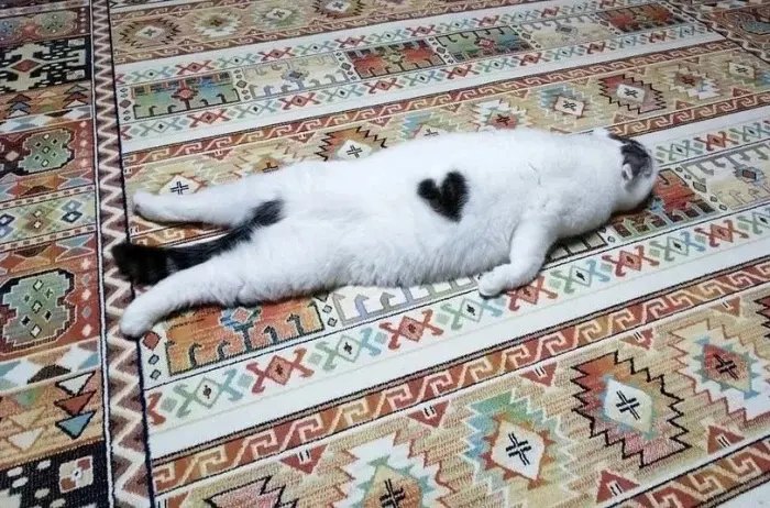 Странные позы котов, которые ломают шаблоны смешные коты, кошки, приколы, животные, подборка, фото, юмор