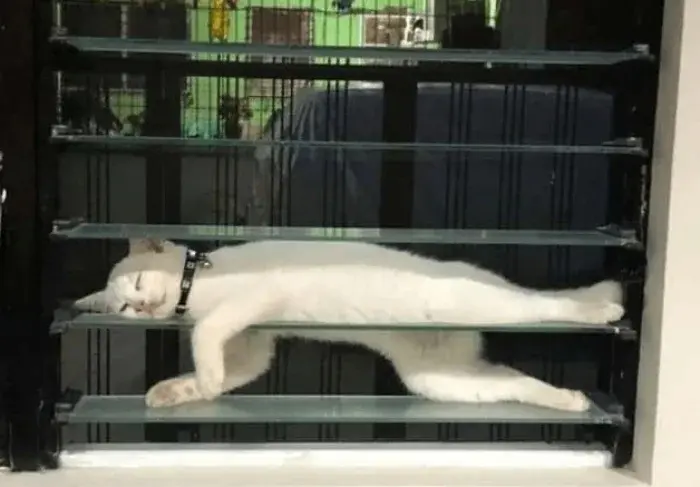 Странные позы котов, которые ломают шаблоны смешные коты, кошки, приколы, животные, подборка, фото, юмор