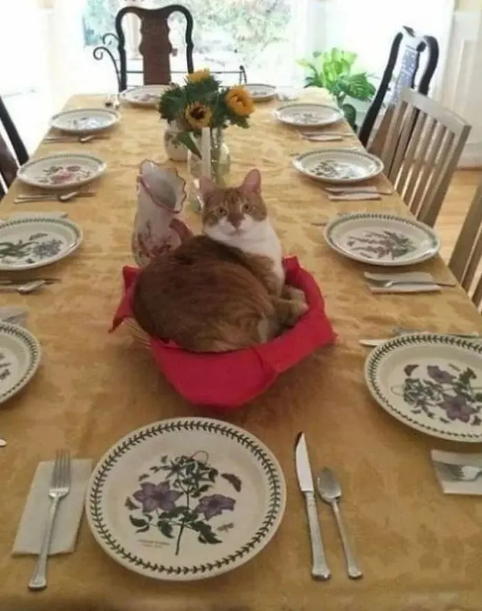 Странные позы котов, которые ломают шаблоны смешные коты, кошки, приколы, животные, подборка, фото, юмор