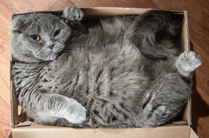 Странные позы котов, которые ломают шаблоны смешные коты, кошки, приколы, животные, подборка, фото, юмор