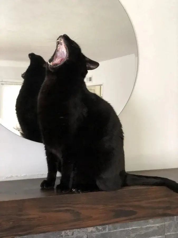 Странные позы котов, которые ломают шаблоны смешные коты, кошки, приколы, животные, подборка, фото, юмор