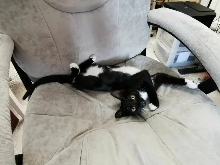 Странные позы котов, которые ломают шаблоны смешные коты, кошки, приколы, животные, подборка, фото, юмор