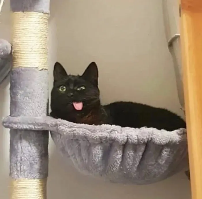 Странные позы котов, которые ломают шаблоны смешные коты, кошки, приколы, животные, подборка, фото, юмор