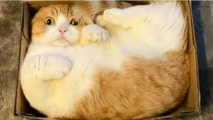 Странные позы котов, которые ломают шаблоны смешные коты, кошки, приколы, животные, подборка, фото, юмор