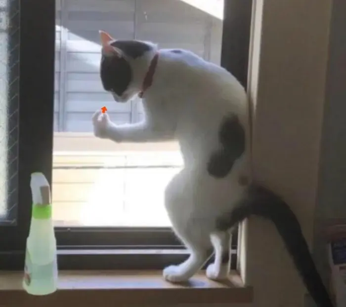 Странные позы котов, которые ломают шаблоны смешные коты, кошки, приколы, животные, подборка, фото, юмор