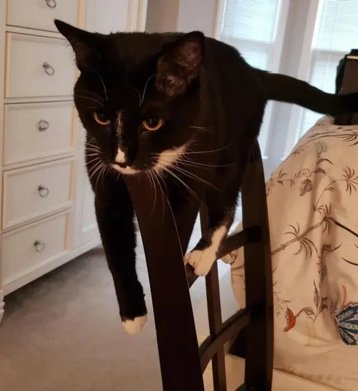 Странные позы котов, которые ломают шаблоны смешные коты, кошки, приколы, животные, подборка, фото, юмор