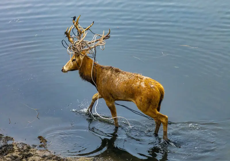 Животные в объективе: 40+ кадров из жизни фауны животные, фото, природа, дикие звери, птицы, млекопитающие, подборка