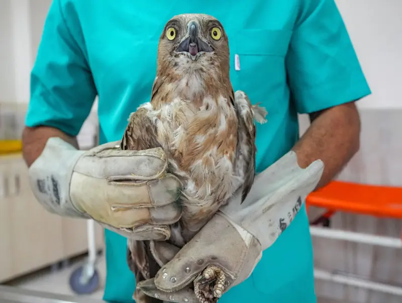 Животные в объективе: 40+ кадров из жизни фауны животные, фото, природа, дикие звери, птицы, млекопитающие, подборка