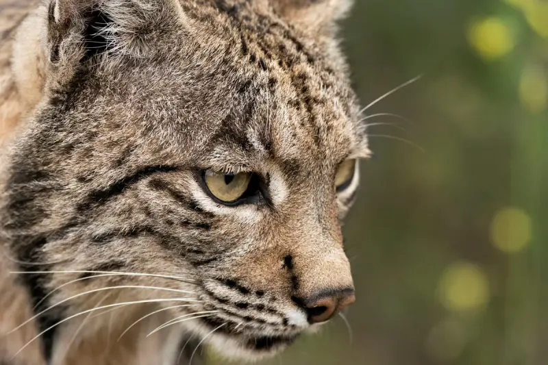 Животные в объективе: 40+ кадров из жизни фауны животные, фото, природа, дикие звери, птицы, млекопитающие, подборка