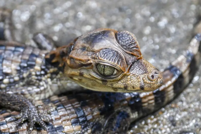Животные в объективе: 40+ кадров из жизни фауны животные, фото, природа, дикие звери, птицы, млекопитающие, подборка
