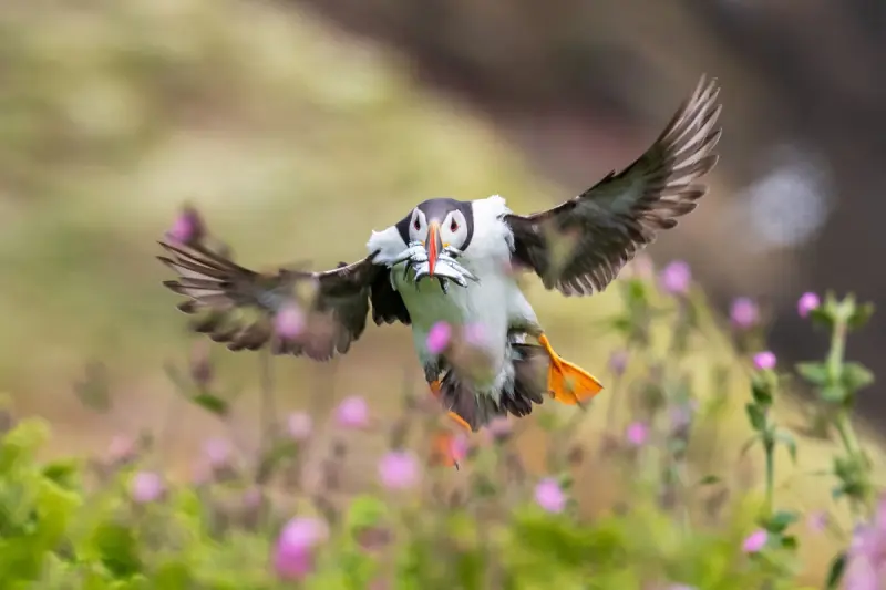 Животные в объективе: 40+ кадров из жизни фауны животные, фото, природа, дикие звери, птицы, млекопитающие, подборка