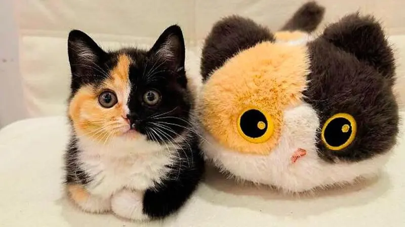 Апрельский улов: 15 фото котов, которые разорвут ваш шаблон смешные коты, фото котов, картинки с котами, подборка, апрель 2026, приколы, животные, мемы, кошатники