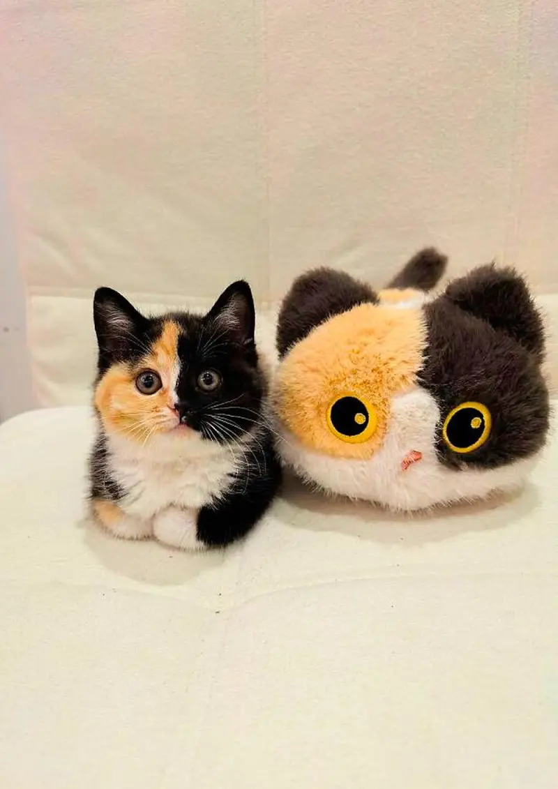 Апрельский улов: 15 фото котов, которые разорвут ваш шаблон смешные коты, фото котов, картинки с котами, подборка, апрель 2026, приколы, животные, мемы, кошатники