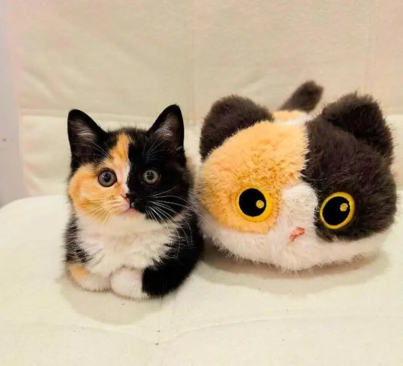 Апрельский улов: 15 фото котов, которые разорвут ваш шаблон смешные коты, фото котов, картинки с котами, подборка, апрель 2026, приколы, животные, мемы, кошатники