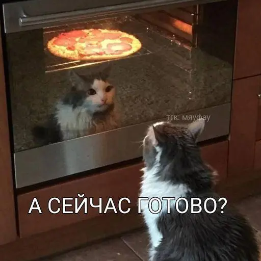 Апрельский улов: 15 фото котов, которые разорвут ваш шаблон смешные коты, фото котов, картинки с котами, подборка, апрель 2026, приколы, животные, мемы, кошатники